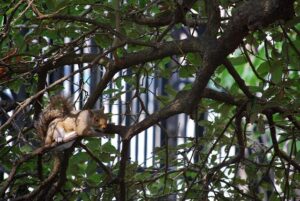 Southern Charms: Famous Churches in Charleston SC 35 Southern Charms: Famous Churches in Charleston SC