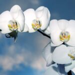 Beautiful Name Bible Verse: Finding Inspiration in Names
