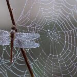 Spider Represent in the Bible: Spiritual Meanings