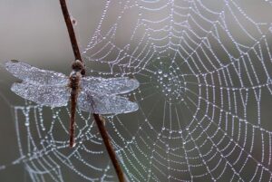 Spider Represent in the Bible: Spiritual Meanings
