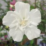 Founding Moments: When Was the African Methodist Episcopal Church Established?