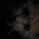 Freewill Faith: Understanding What Is a Freewill Baptist Church