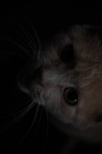 Freewill Faith: Understanding What Is a Freewill Baptist Church