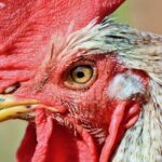 Chicken Unclean According to the Bible: Dietary Laws Revealed