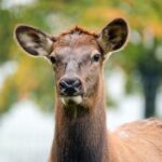 What Does a Moose Symbolize in the Bible: Wildlife Symbolism
